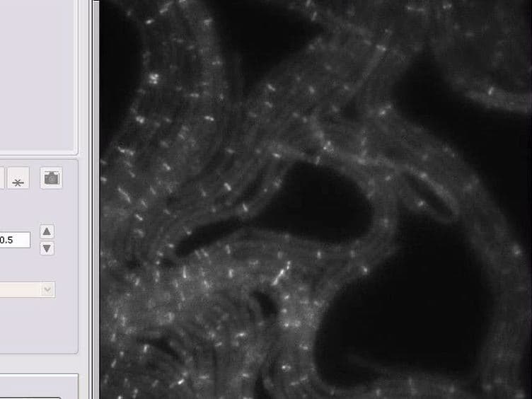 Super-resolution Imaging of the Cytokinetic Z Ring in Live Bacteria Using Fast 3D-Structured Illumination Microscopy f3D-SIM
