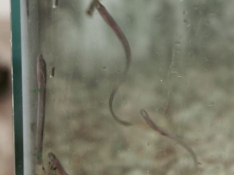 Complete Spinal Cord Injury and Brain Dissection Protocol for Subsequent Wholemount <em>In Situ</em> Hybridization in Larval Sea Lamprey