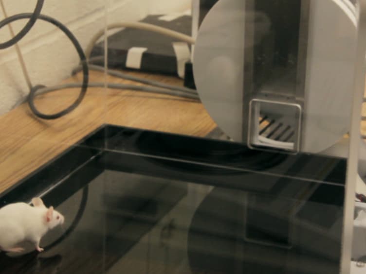 Behavioral Phenotyping of Murine Disease Models with the Integrated Behavioral Station (INBEST)