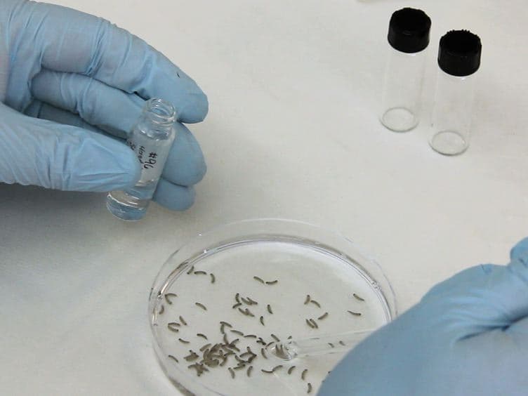 Understanding Early Organogenesis Using a Simplified In Situ Hybridization Protocol in Xenopus