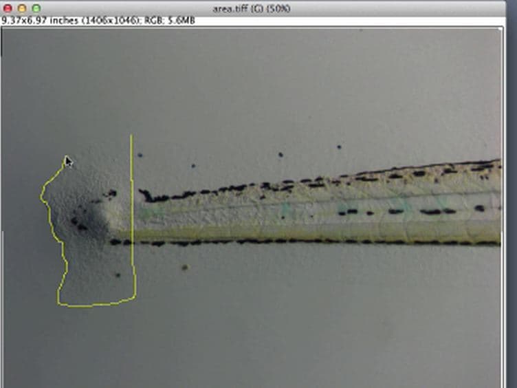 Reverse Genetic Morpholino Approach Using Cardiac Ventricular Injection to Transfect Multiple Difficult-to-target Tissues in the Zebrafish Larva