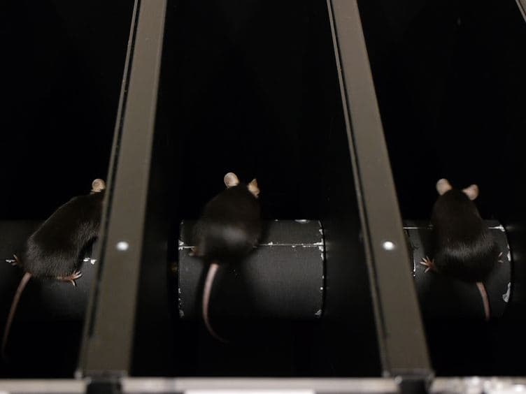 Behavioral Assessment of the Aging Mouse Vestibular System