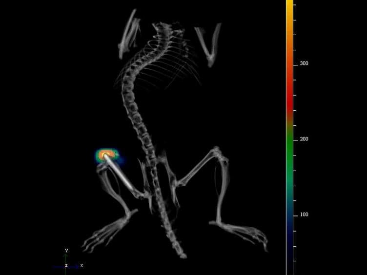Combined <em>In vivo</em> Optical and µCT Imaging to Monitor Infection, Inflammation, and Bone Anatomy in an Orthopaedic Implant Infection in Mice