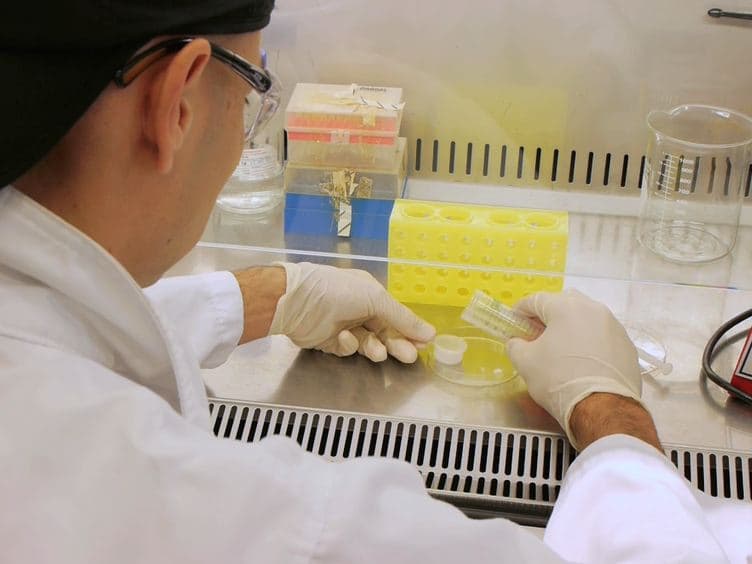 The Use of Fluorescent Target Arrays for Assessment of T Cell Responses In vivo
