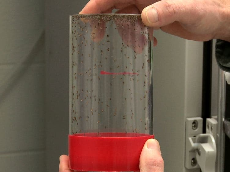 A Method of Permeabilization of Drosophila Embryos for Assays of Small Molecule Activity