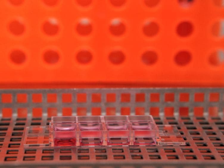 An <em>Ex vivo</em> Culture System to Study Thyroid Development