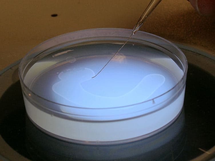 A Protocol to Infect <em>Caenorhabditis elegans</em> with <em>Salmonella typhimurium</em>