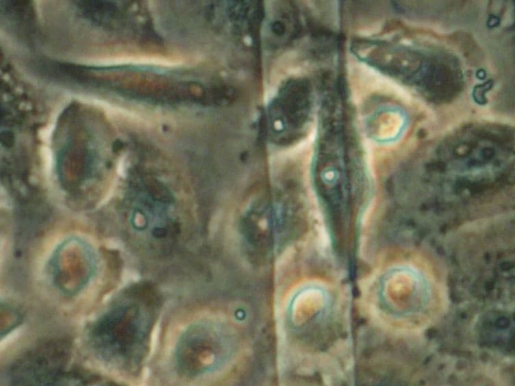 A Functional Assay for Gap Junctional Examination; Electroporation of Adherent Cells on Indium-Tin Oxide