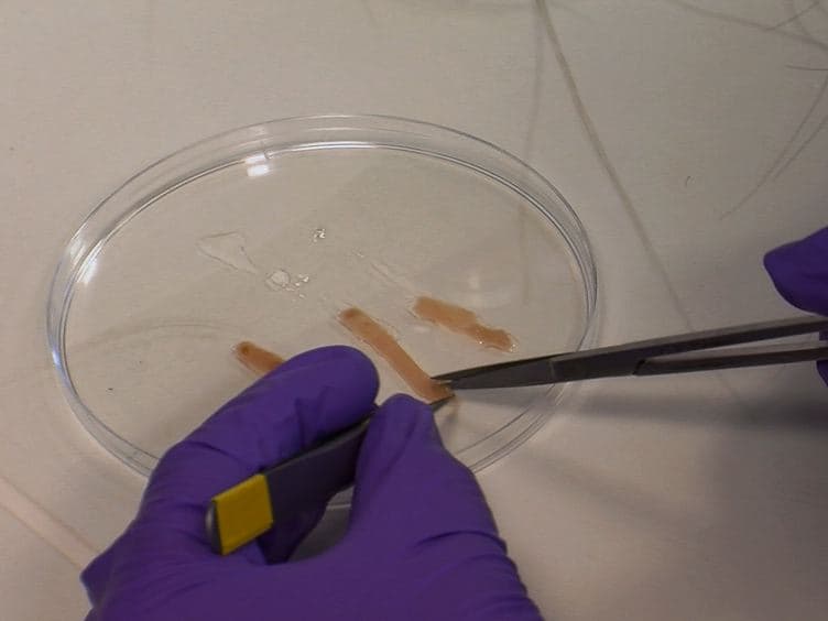 A Video Protocol of Retroviral Infection in Primary Intestinal Organoid Culture