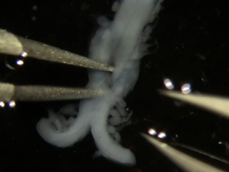 Production and Isolation of Axons from Sensory Neurons for Biochemical Analysis Using Porous Filters