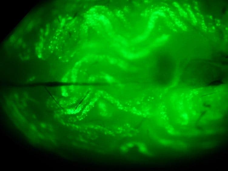 In Vivo Microinjection and Electroporation of Mouse Testis