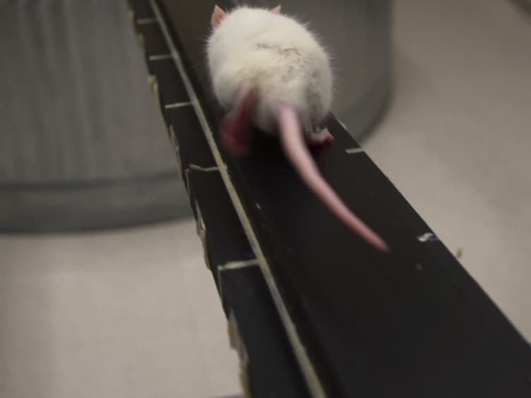 A Novel Model of Mild Traumatic Brain Injury for Juvenile Rats