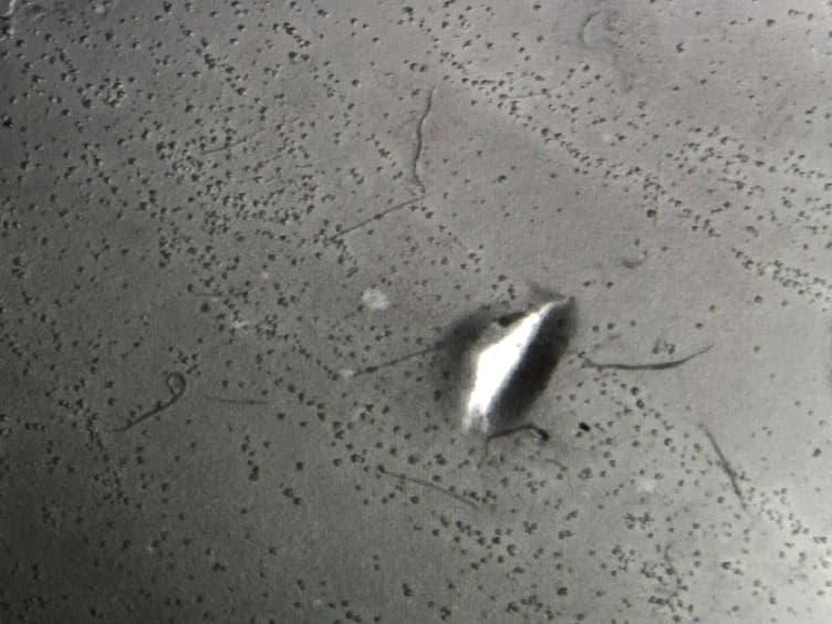 In Vivo Imaging of Dauer-specific Neuronal Remodeling in C. elegans