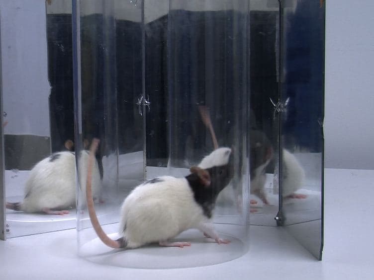Unilateral Pyramidotomy of the Corticospinal Tract in Rats for Assessment of Neuroplasticity-inducing Therapies
