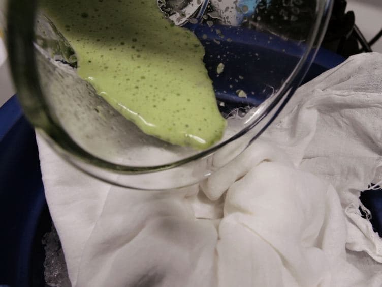 In Vitro Reconstitution of Light-harvesting Complexes of Plants and Green Algae
