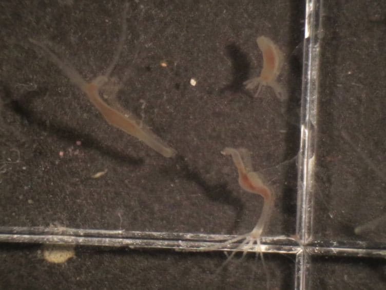 Generation of Transgenic Hydra by Embryo Microinjection