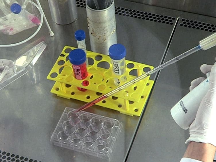 In Vitro Synthesis of Modified mRNA for Induction of Protein Expression in Human Cells
