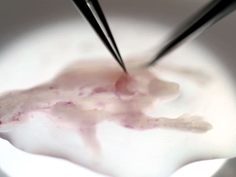 Isolation and Culture of Dissociated Sensory Neurons From Chick Embryos