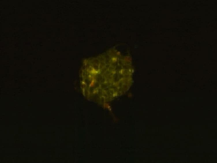 Single Plane Illumination Module and Micro-capillary Approach for a Wide-field Microscope