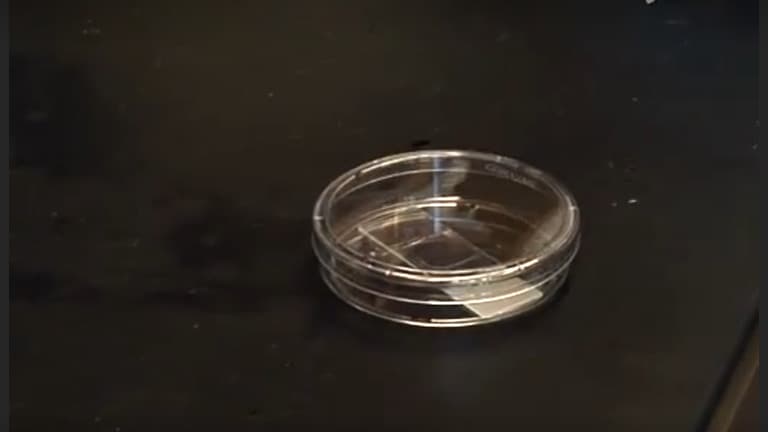 Experimental and Imaging Techniques for Examining Fibrin Clot Structures in Normal and Diseased States