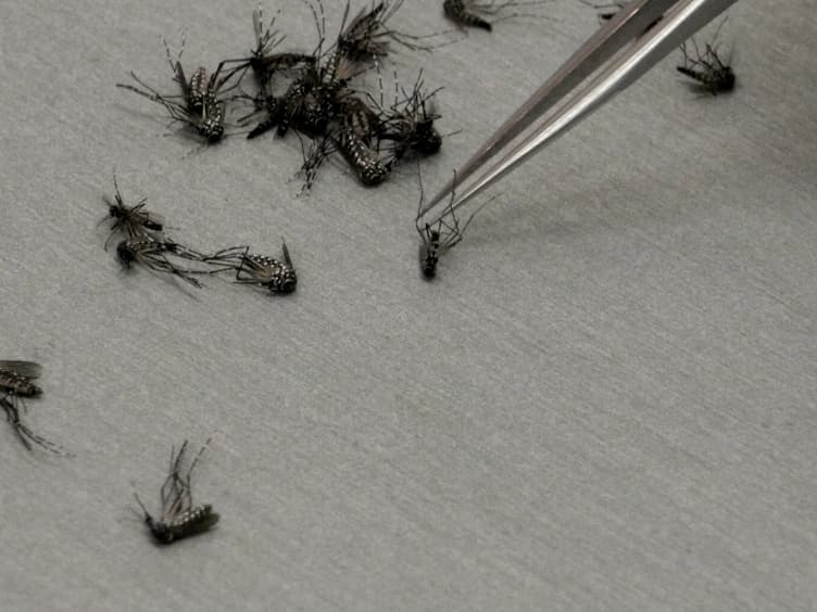 Physiological Recordings and RNA Sequencing of the Gustatory Appendages of the Yellow-fever Mosquito <em>Aedes aegypti</em>