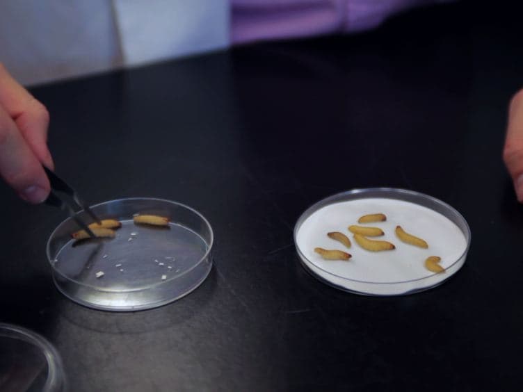 In vivo and In vitro Rearing of Entomopathogenic Nematodes Steinernematidae and Heterorhabditidae