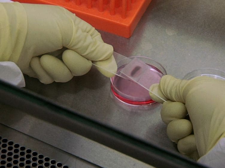 <em>In Vitro</em> Analysis of Myd88-mediated Cellular Immune Response to West Nile Virus Mutant Strain Infection