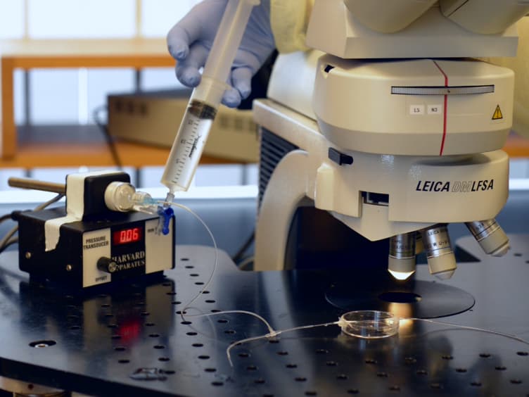 Assessing Leukocyte-endothelial Interactions Under Flow Conditions in an Ex Vivo Autoperfused Microflow Chamber Assay