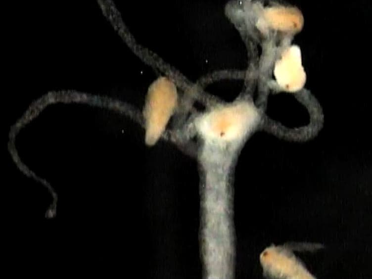 Measuring Glutathione-induced Feeding Response in Hydra