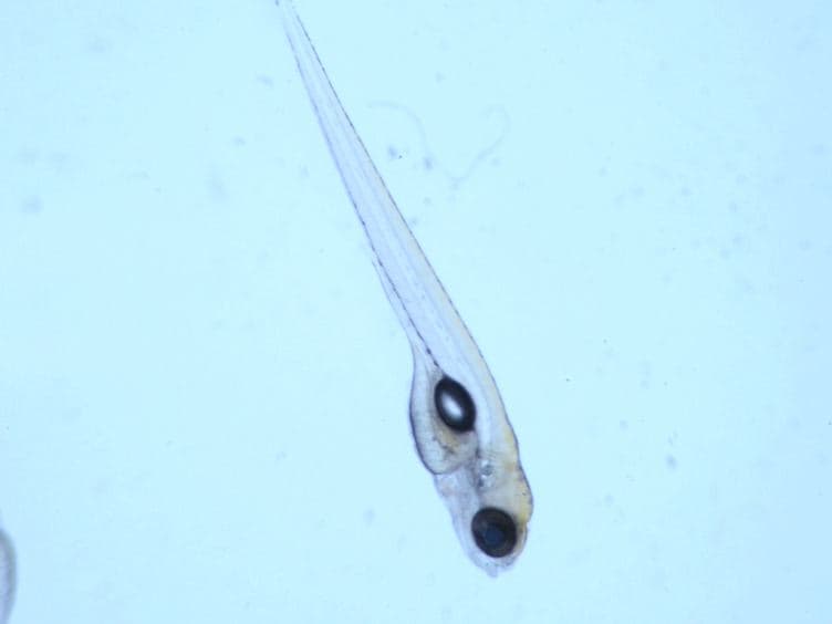 Modeling Mucosal Candidiasis in Larval Zebrafish by Swimbladder Injection