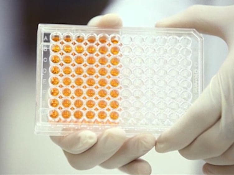 Development of an in vitro model system for studying the interaction of Equus caballus IgE with its high-affinity receptor FcεRI