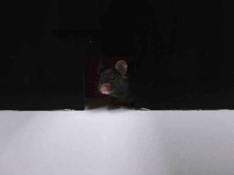 The Use of the Puzzle Box as a Means of Assessing the Efficacy of Environmental Enrichment