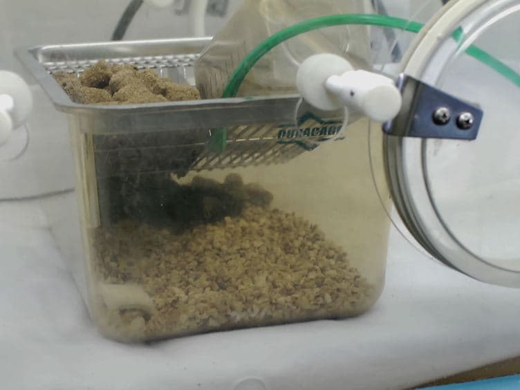 Mouse Pneumonectomy Model of Compensatory Lung Growth