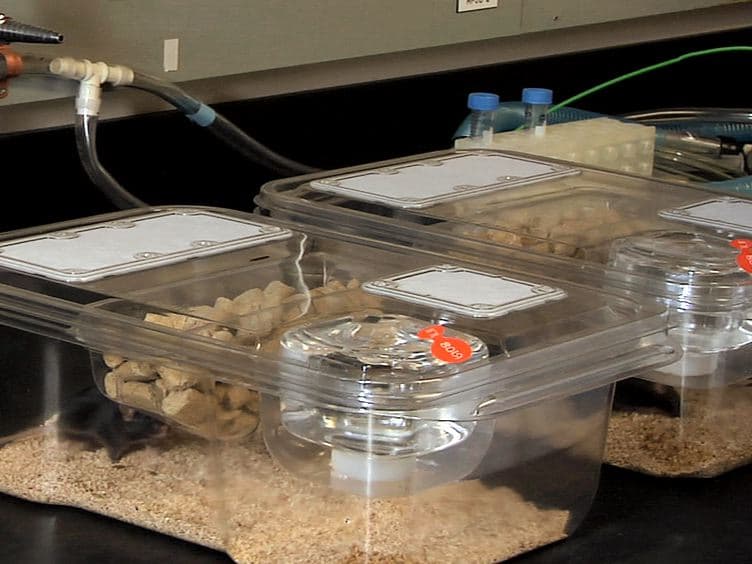 A Mouse Fetal Skin Model of Scarless Wound Repair