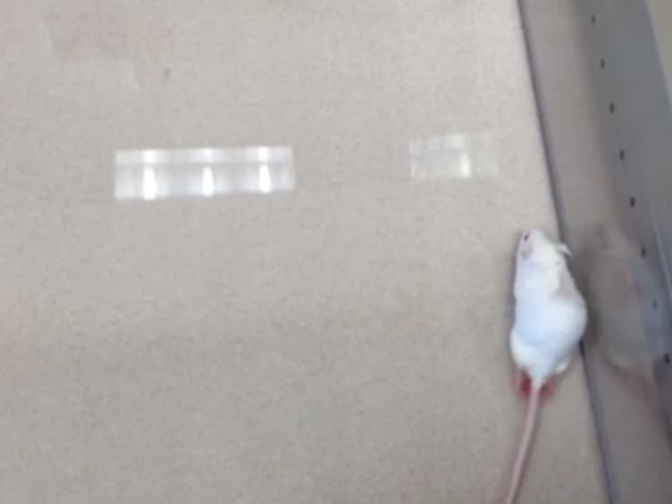 Calibrated Forceps Model of Spinal Cord Compression Injury