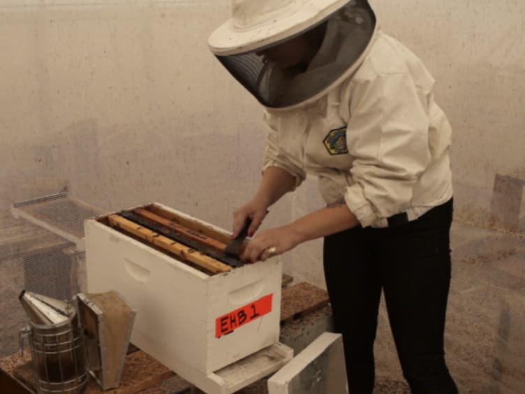 Methods for Comparing Nutrients in Beebread Made by Africanized and European Honey Bees and the Effects on Hemolymph Protein Titers