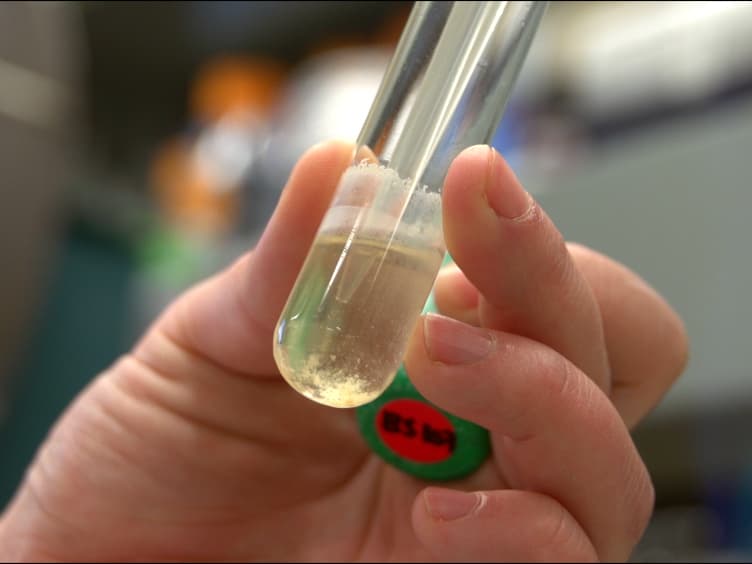 A Small Volume Bioassay to Assess Bacterial/Phytoplankton Co-culture Using WATER-Pulse-Amplitude-Modulated WATER-PAM Fluorometry