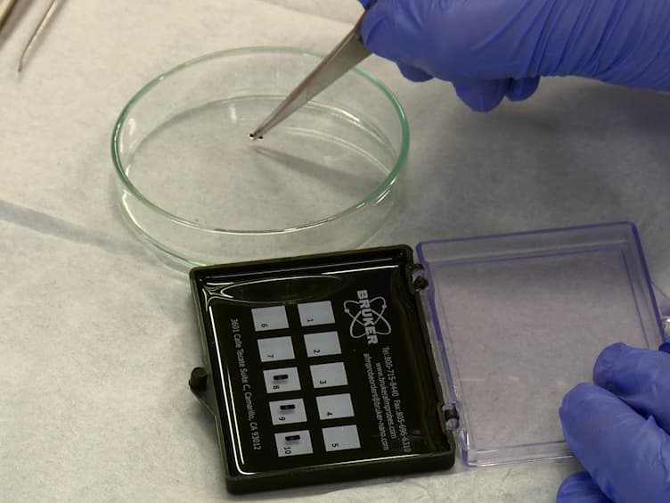 Investigating Single Molecule Adhesion by Atomic Force Spectroscopy