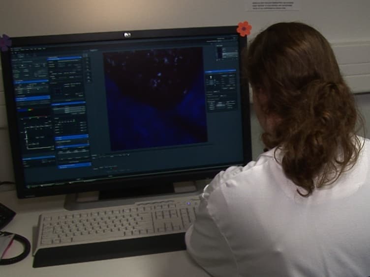 Tracking Mouse Bone Marrow Monocytes In Vivo