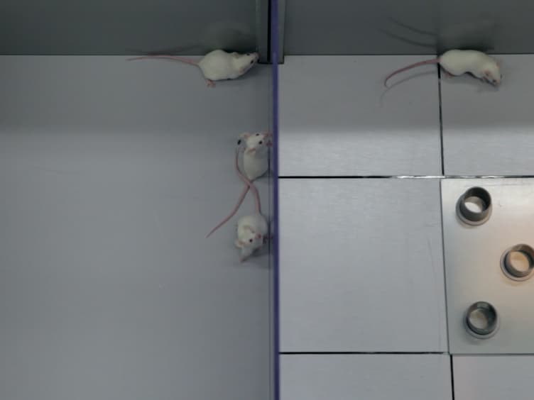 The Modified Hole Board - Measuring Behavior, Cognition and Social Interaction in Mice and Rats