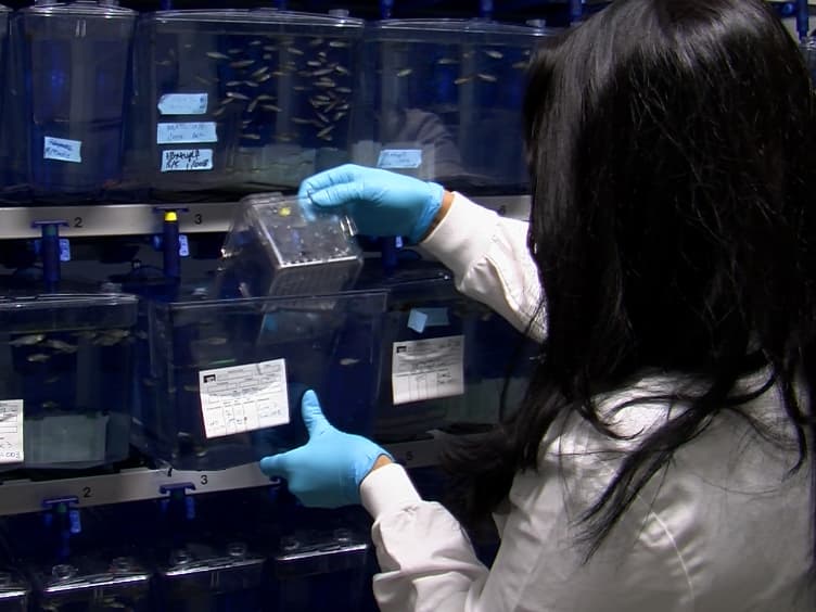 Evaluation of Zebrafish Kidney Function Using a Fluorescent Clearance Assay
