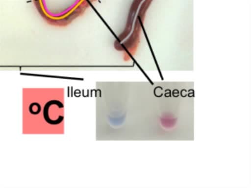 Loop-mediated Isothermal Amplification (LAMP) Assays for the Species-specific Detection of <em>Eimeria</em> that Infect Chickens