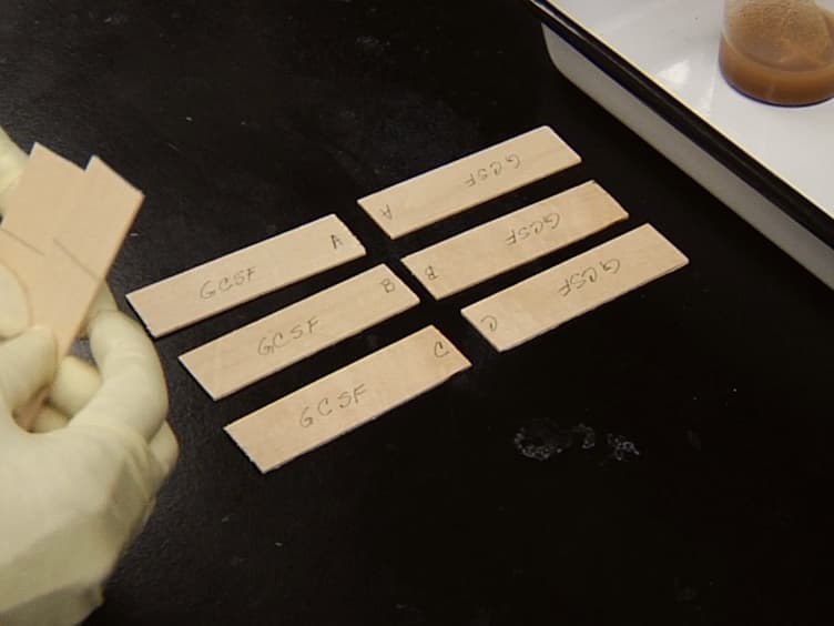 Preparation and Testing of Plant Seed Meal-based Wood Adhesives