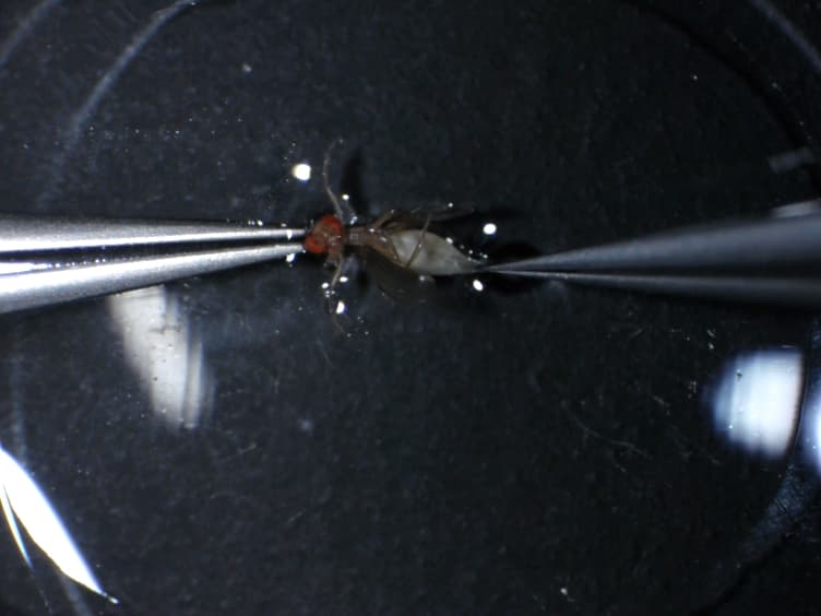 Upright Imaging of Drosophila Egg Chambers