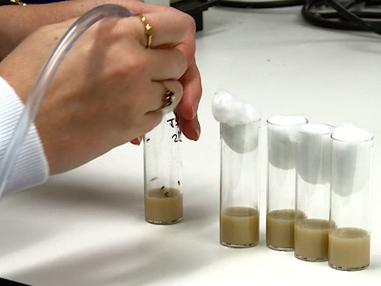 Dyeing Insects for Behavioral Assays: the Mating Behavior of Anesthetized Drosophila
