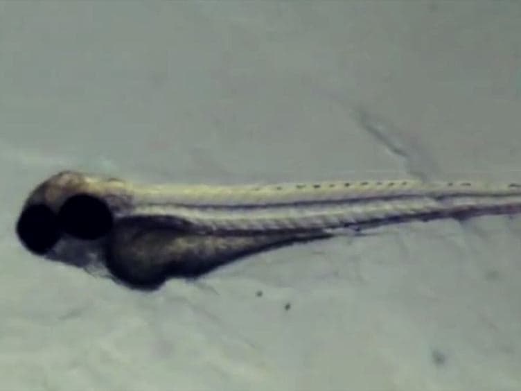Capturing Tissue Repair in Zebrafish Larvae with Time-lapse Brightfield Stereomicroscopy