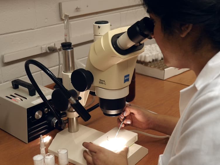 An Inexpensive, Scalable Behavioral Assay for Measuring Ethanol Sedation Sensitivity and Rapid Tolerance in Drosophila