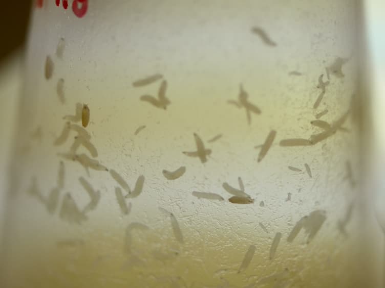 Measurement of Larval Activity in the Drosophila Activity Monitor