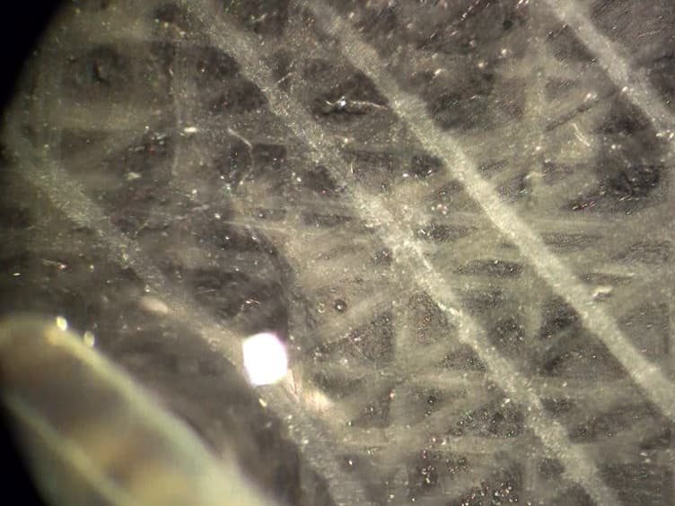 <em>Xenopus laevis</em> as a Model to Identify Translation Impairment