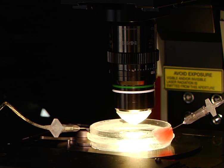 Two-photon Imaging of Intracellular Ca2+ Handling and Nitric Oxide Production in Endothelial and Smooth Muscle Cells of an Isolated Rat Aorta